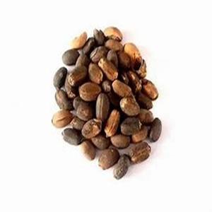 Vente en gros de graines de jatropha séchées biologiques, produit agricole pour l'exportation dans le monde entier - Product Image 3