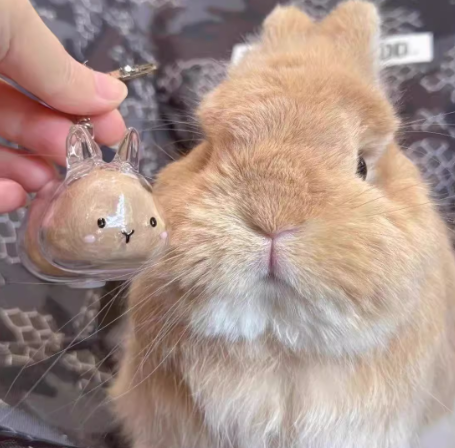 Blush-cheeked rabbit