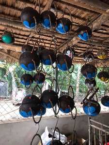 Sac en coquille de noix de coco nouveau design Sacs à main en couleur faits à la main en noix de coco Sacs faits à la main de Coco - Eco Friendly - Product Image 4