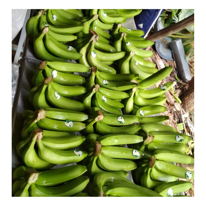 Cavendish pisang-pisang hijau segar-buah segar dan sayuran dari Vietnam dengan harga terbaik