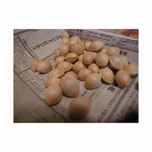 Nueces de ginkgo de calidad secas al mejor precio en venta al por mayor - Product Image 6