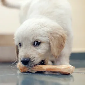 Bastoncini masticabili di riso economici giocattolo da masticare in legno di caffè naturale per cani che giocano/Hana