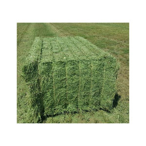 Alfalfa heno precio de descuento suministro a granel al por mayor precio barato proveedor de entrega rápida - Product Image 2