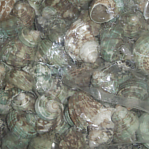 Petits bijoux en coquillage vert sculpté Technique Motive Sortes Taille 3-5cm - Product Image 1