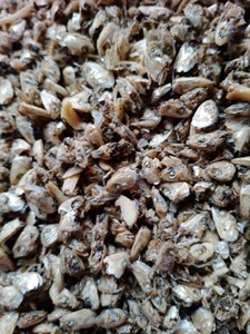 Poudre de coquille de crevette du Vietnam avec le prix le plus bas pour l'alimentation des animaux poudre de farine de poisson séchée - Product Image 4