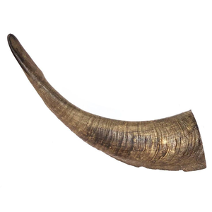 Cuerno de Shofar de cabra Artículo decorativo Antiguo tallado Tradicional Shofar Cuerno de pared decorativo - Product Image 6