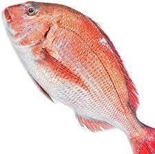 Pescado de besugo de mar gris y Rojo congelado de alta calidad tamaño redondo 150-350g - Product Image 6