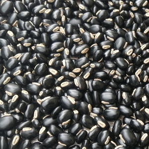 Extracto Herbal de Mucuna Pruriens Silvestre 80% Especificación Todas las Estaciones - Product Image 3
