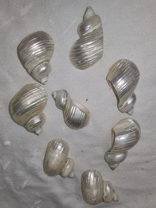 Rond de serviette coquillage produit à partir de coquillages assortis pour l'accent de la table à manger à la maison et le thème de la mer du Vietnam - Product Image 6