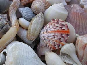 COQUILLAGES NATURELS ARTISANAUX/ARTISANAUX/COLLECTION DE DÉCORATION UNIQUE INSPIRÉE DE L'OCÉAN - Product Image 2