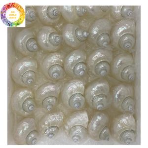 Coquille de Turbo Verte Naturelle Verte pour l'Artisanat et la Décoration Bon Prix du Vietnam Coquillages de Mer Écologiques - Product Image 5