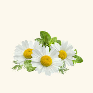 Aceite Esencial de Manzanilla Pura Destilado al Vapor, Aromaterapia Natural, Aceite Hidratante Corporal Sin Diluir, Aroma Floral Fresco, COA/MSDS - Product Image 1