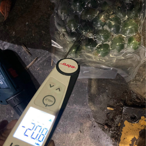 Nueces de Betel congeladas de Vietnam | Venta al por mayor directa de fábrica - Product Image 5