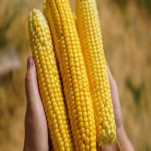 Maíz Blanco Natural No Transgénico, Secado Cuidadosamente para Aplicaciones en la Industria Alimentaria, Nueva Cosecha, Alimento para Ganado, Conservación con Vinagre - Product Image 2