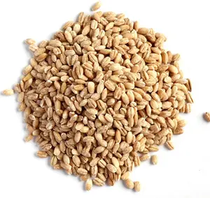 حبوب القمح الأكاراين/بذور القمح القاسي الناعم والصلب في أكياس 25 و 50 كجم