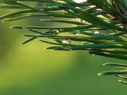 น้ำมันเข็มเฟอร์น้ำมันออร์แกนิกบริสุทธิ์จาก100% ธรรมชาติผู้ผลิตที่เชื่อถือได้ส่งออกคุณภาพสูงจากอินเดีย - Product Image 3