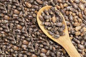 Graines de ricin de qualité supérieure haute teneur en huile en vrac exportateur direct d'approvisionnement en usine - Product Image 6