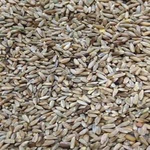 Grains de seigle séchés naturels VF - 4% de brisures, qualité alimentaire, origine Afrique du Sud, durée de conservation de 18 mois, pour l'alimentation animale et humaine, à vendre - Product Image 1