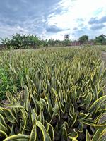 Planta Sansevieria Lengua de Suegra Ecuatoriana, 1 Año de Vida Útil, Huertos Ecuador, 1 Unidad para Uso Interior y Exterior