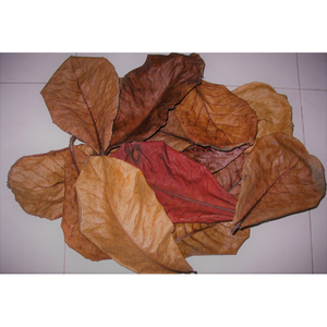 TERMINALIA CATAPPA FEUILLES/BOOST IMMUNITAIRE POUR LES POISSONS/SOINS DE L'EAU NATURELLE/BIEN-ÊTRE AQUATIQUE - Product Image 2
