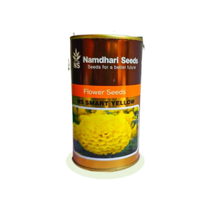 F1 HYB Marigold NS 1501 (Jaune intelligent) Fleurs fraîches coupées - Product Image 1