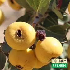 10 pz semi giardino biologico di montagna selvatici giallo semi di biancospino biologico giardino biancospino giallo - Product Image 2