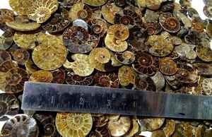 พลอยแอมโมไนต์ขัดแบบหลวมธรรมชาติ20มม. ถึง40มม. สำหรับการทำเครื่องประดับ - Product Image 4