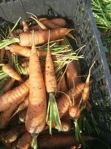 Carotte congelée sucrée organique de haute qualité du Vietnam pour l'exportation utilisation de l'industrie alimentaire - Product Image 2