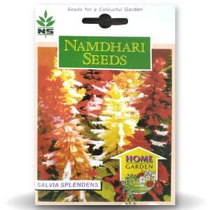 Semillas de Salvia Salsa Híbrida NS F1, Flores Secas - Product Image 1