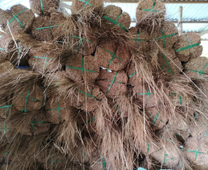 Palo de escoba de coco tradicional producido con materiales sostenibles para la exportación - Product Image 2