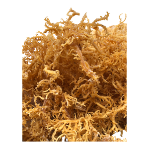 Musgo de mar fresco en grandes cantidades, el mejor precio más vendido 2025 - Product Image 2