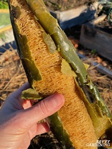 Wholesale Natural Luffa <b>Sponges</b> Body Brushes for Physical Skin <b>Exfoliation</b> Private Label Available Product of Thailand - Product Image 5