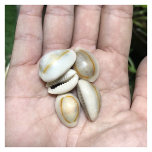 Seashell Cowry Coastal Craft, Unique Seashell Cowry Home Decor, hecho a mano para regalos ecológicos y estilo inspirado en el océano - Product Image 1