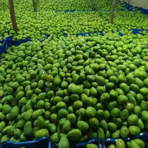 Compra al por Mayor de Mango Orgánico Puro y Natural de la Mejor Calidad, Grado AA, 100% Fresco, Amarillo - Product Image 6