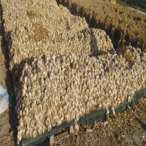 Ajo Fresco de la Nueva Temporada 2026 para Exportación a Senegal, Empacado en Cajas de 25 kg, Bulbos Blancos de Alta Calidad, Venta al por Mayor y al por Menor, Uttaradit - Product Image 6