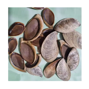 Vỏ sò tự nhiên/Kho báu của biển/giá trị hợp lý/sản xuất tại Việt Nam - Product Image 2