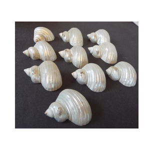 Turbo Shell Centerpiece Ocean Elegance para hogares - Product Image 6