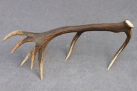 Naturellement hangar entier Red Deer Antlers à vendre/Deer Velvet-Deer Antler / Red Deer Elk Antlers à vendre