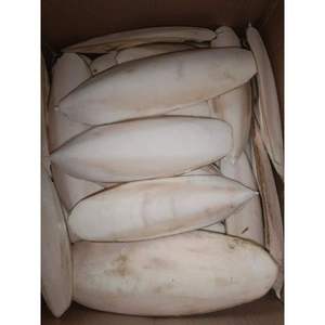 Dried <b>Cuttlefish</b> Bone Available Ready To Export - Product Image 1