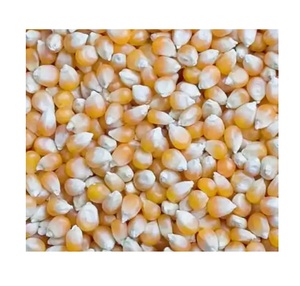เมล็ดข้าวโพดสีขาวธรรมชาติและสีเหลืองสำหรับขายส่งจำนวนมาก เหมาะสำหรับการแปรรูปอาหารและอาหารสัตว์ - Product Image 5