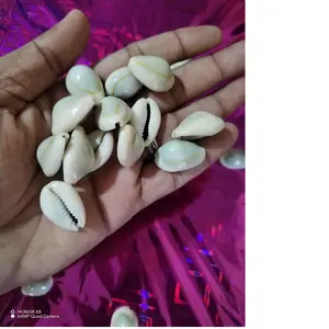 custom made and natural large sized cowry sea shells ideal for jewelry designers and native craft manufacturers