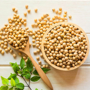 Frijoles de soja sin OGM, soja amarilla orgánica de grado premium, Exportación a granel, industria alimentaria - Product Image 1