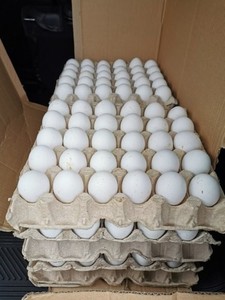 Œufs à couver fécondés Cobb 500 & Ross 308, œufs fertiles frais pour poulets de chair, durée de conservation de 6 mois, origine Royaume-Uni - Product Image 2
