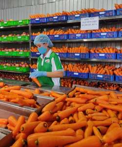 Jugo de Manzana, Remolacha y Zanahoria NFC de 500 ml, Bebida Saludable, Fabricante, Marca Privada, Suministro a Granel Global - Product Image 2