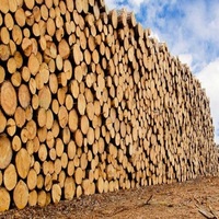 Grumes de bois de chêne de qualité supérieure et grumes de chêne hêtre épicéa de diamètre disponibles pour une livraison rapide à des prix de gros bon marché