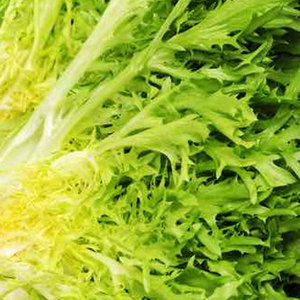 Chicorée à feuilles amères la plus vendue: légumes de qualité supérieure du fournisseur en gros - Product Image 5