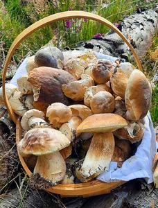 Deliciosos Hongos de Alta Calidad Premium 50g Hongos Porcini Secos - Product Image 2