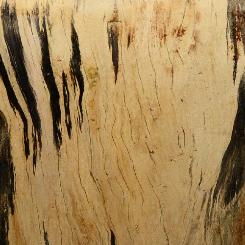 ครีม Spalted
