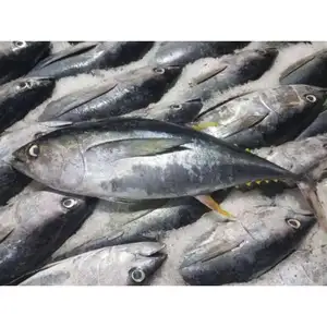 Superior Quality Fresh Chilled Yellowfin Tuna Fish Perfect for Fine Dining Menus Available at Bulk Quantity from India