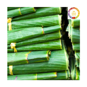 Hoja de Plátano Congelada Orgánica de Origen Vietnamita para Envolver Alimentos y Uso en Restaurantes - Product Image 5